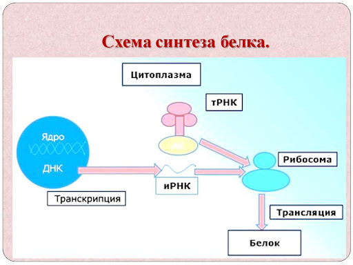 Этапы биосинтеза белка: транскрипция и трансляция