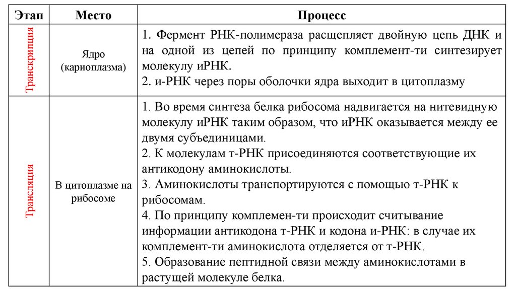 Этапы биосинтеза белка: транскрипция и трансляция