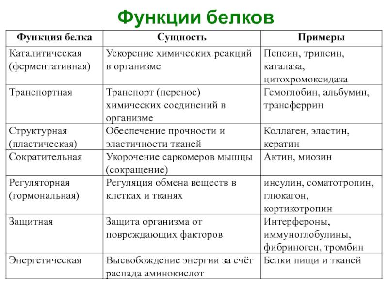 Строение и функции белков