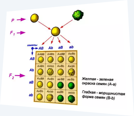 Законы Менделя