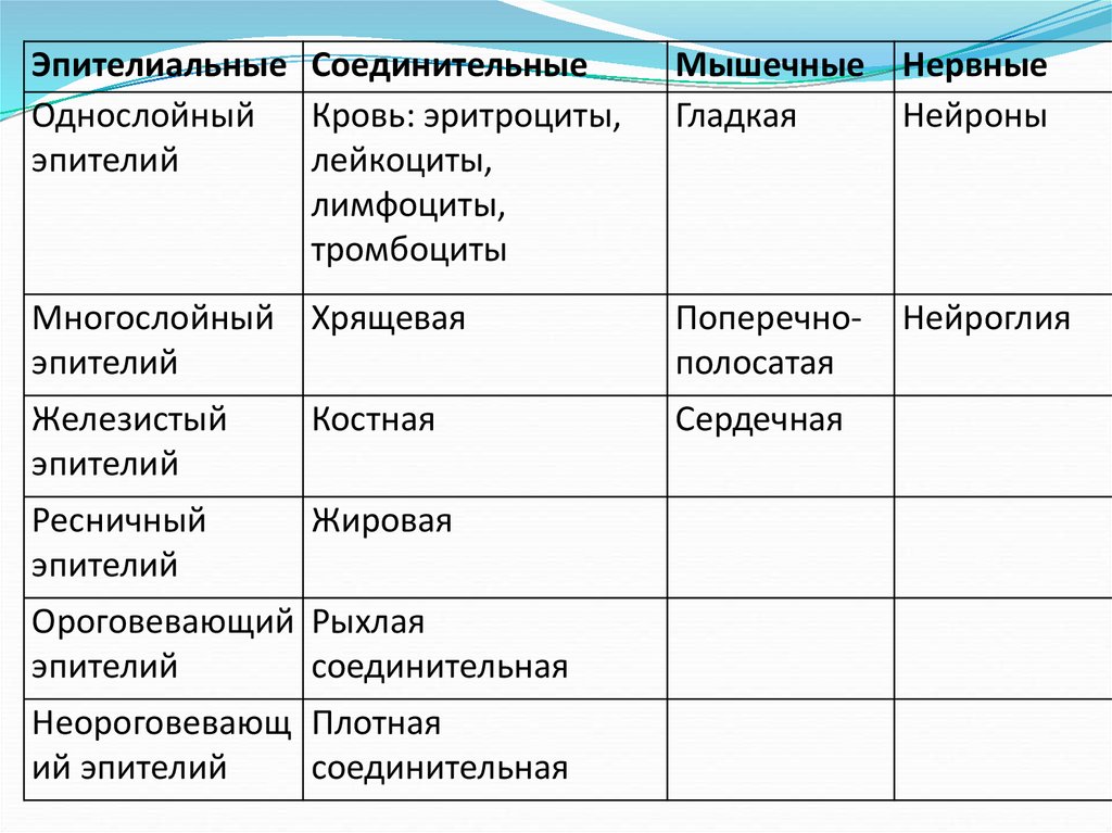 Виды тканей животных и их функции