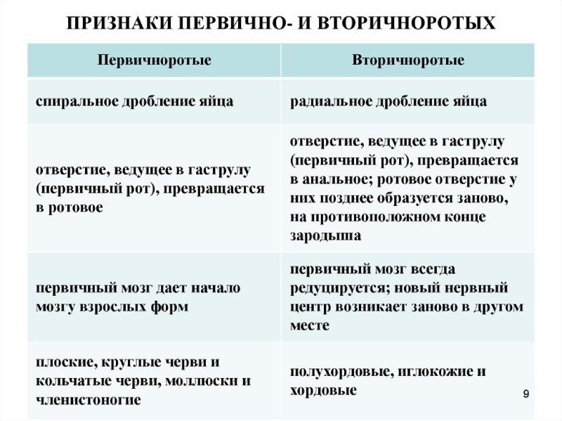 Первичноротые и вторичноротые животные и их особенности