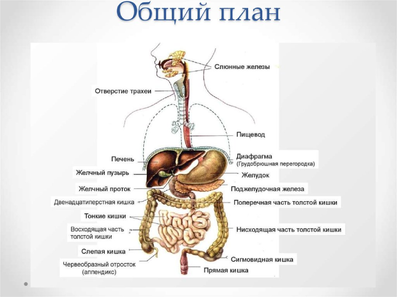 Особенности строения пищеварительной системы человека и ее исследование