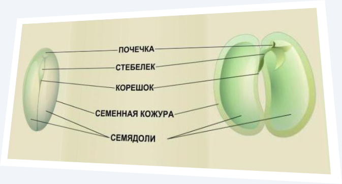 Особенности строения семени