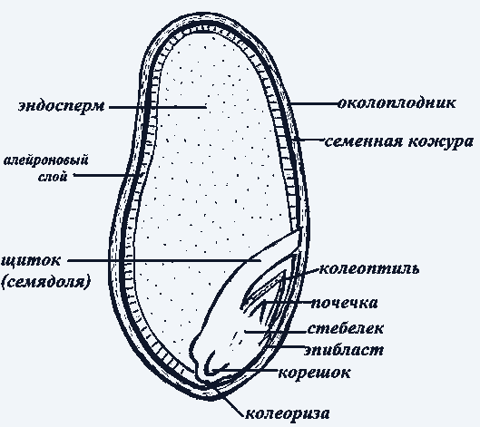 Отличия однодольных и двудольных растений