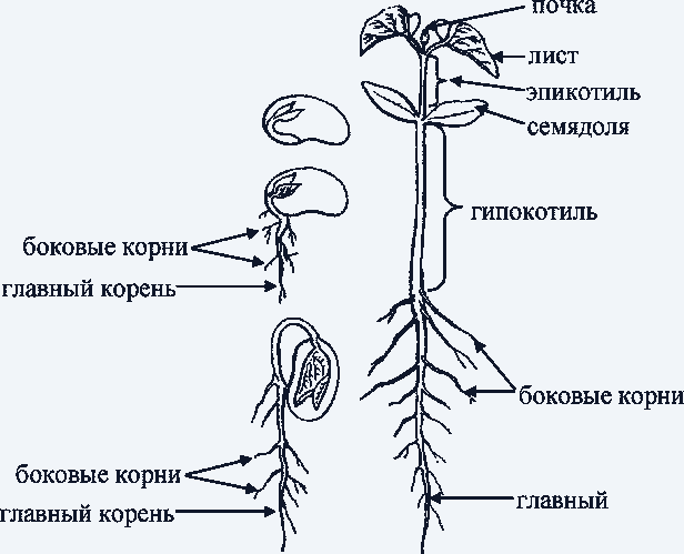Отличия однодольных и двудольных растений