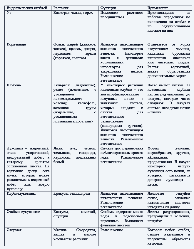 Строение и функции видоизменений стеблей