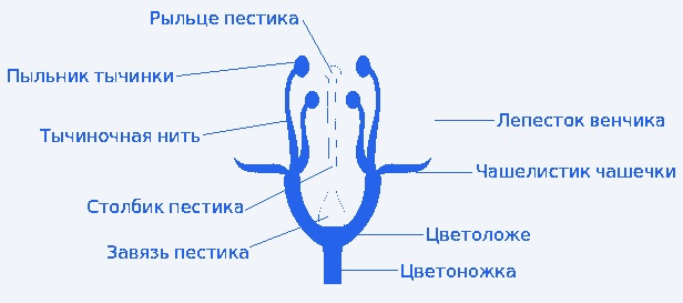 Строение цветка и его особенности