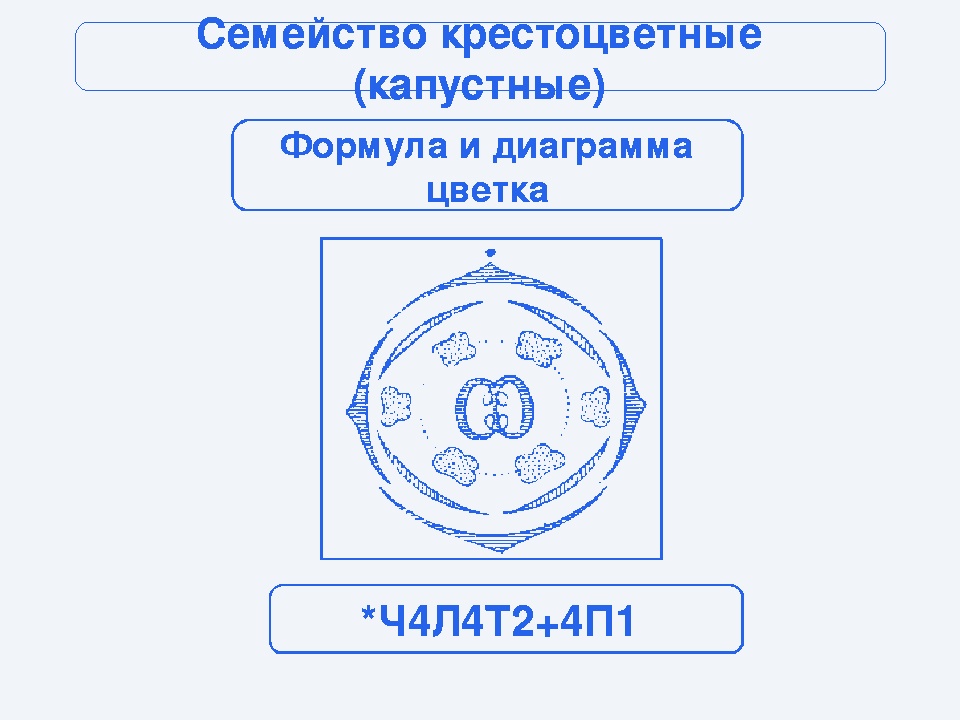 Формула и диаграмма цветка