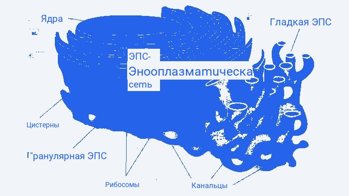 Строение эндоплазматической сети