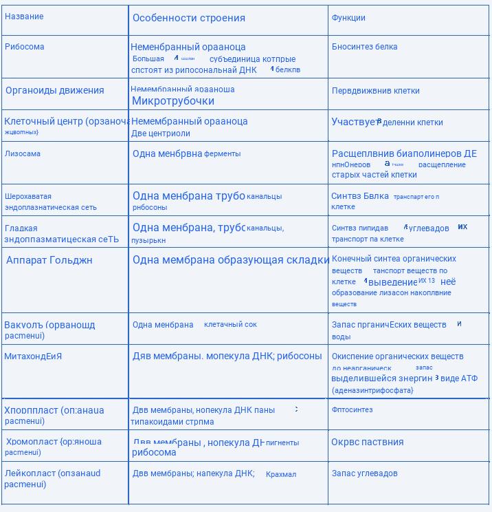 Функции эндоплазматической сети