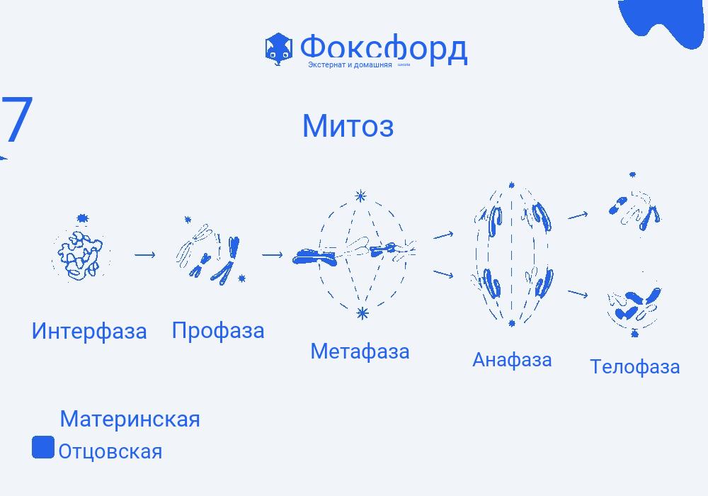Непрямое деление клеток
