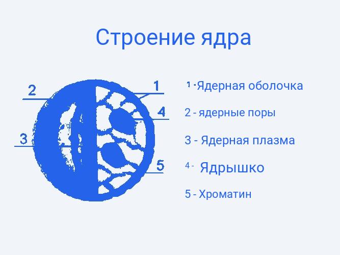 Особенности и строение ядра