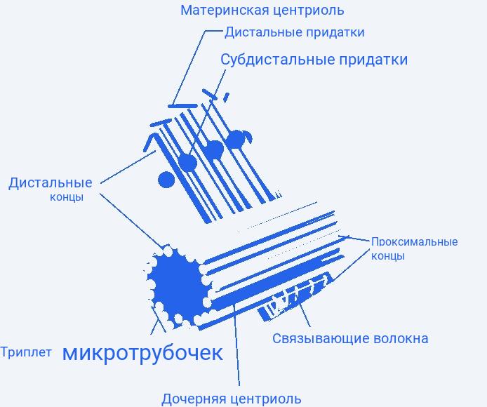 Двумембранные и одномембранные органоиды