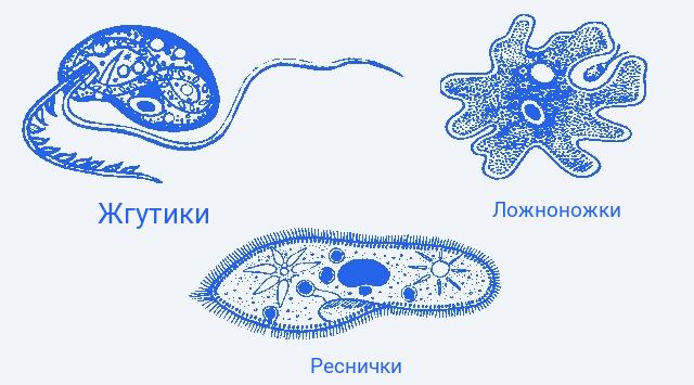 Двумембранные и одномембранные органоиды