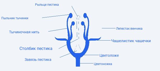 Строение цветка и его особенности