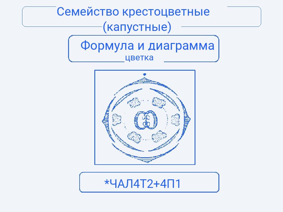 Формула и диаграмма цветка