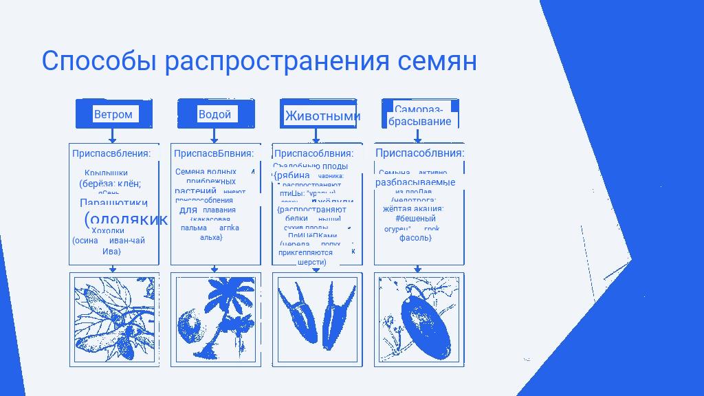 Варианты распространения плодов и семян