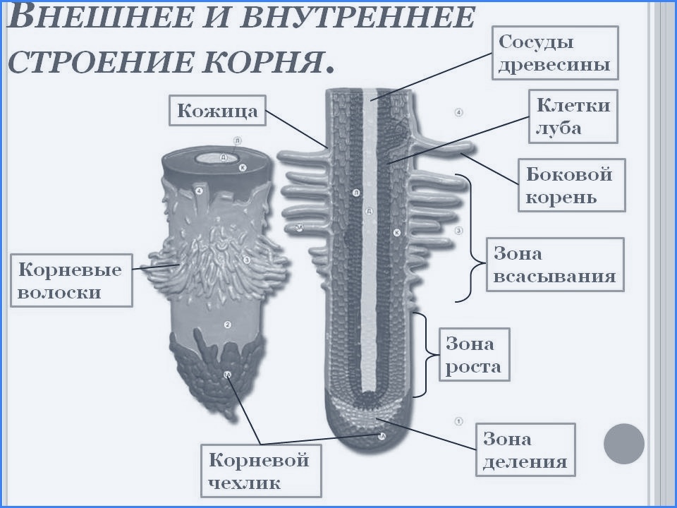 Строение корня