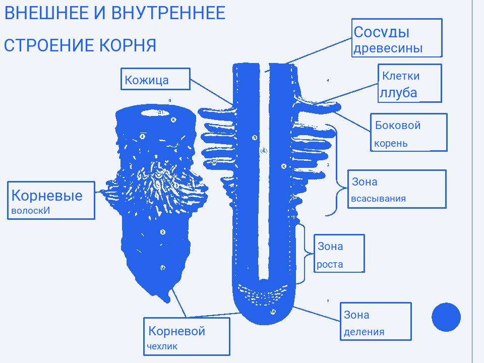 Строение корня