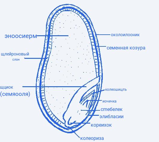 Особенности строения семени