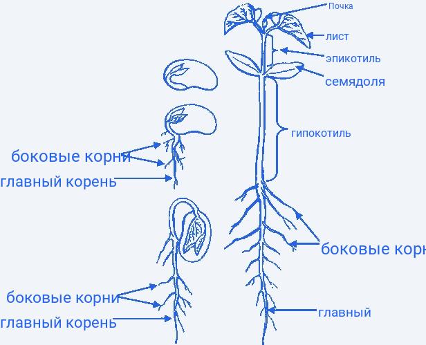 Отличия однодольных и двудольных растений