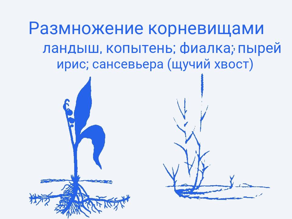 Виды вегетативного размножения с примерами