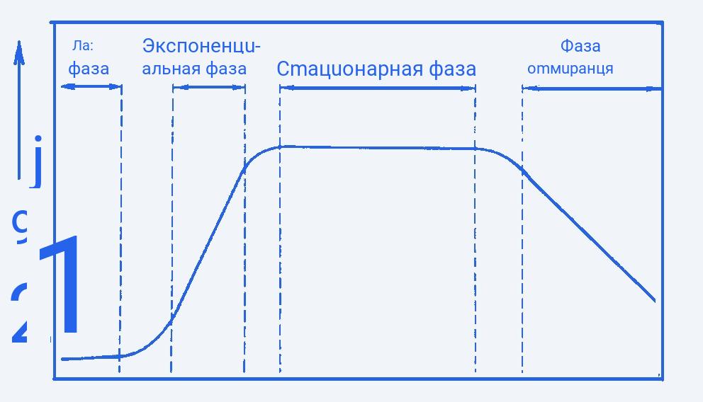 Особенности размножения бактерий