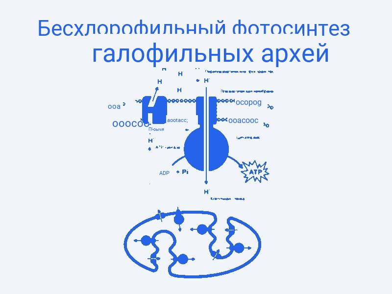 Отличительные характеристики бактериального фотосинтеза