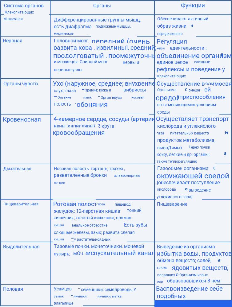 Внутреннее строение млекопитающих