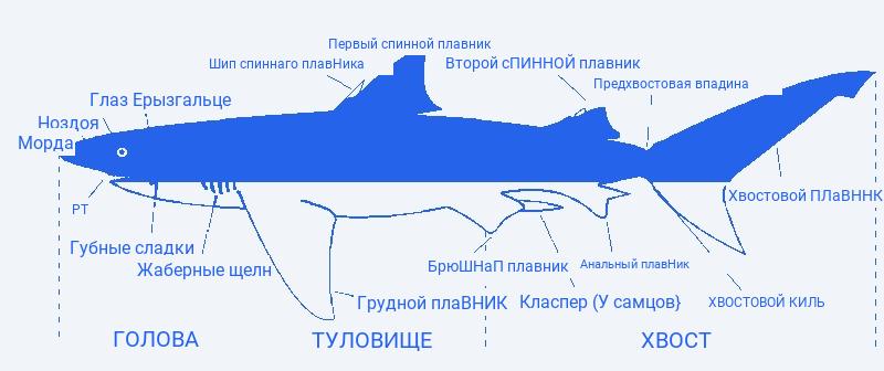Особенности внешнего и внутреннего строения, жизнедеятельности хрящевых рыб
