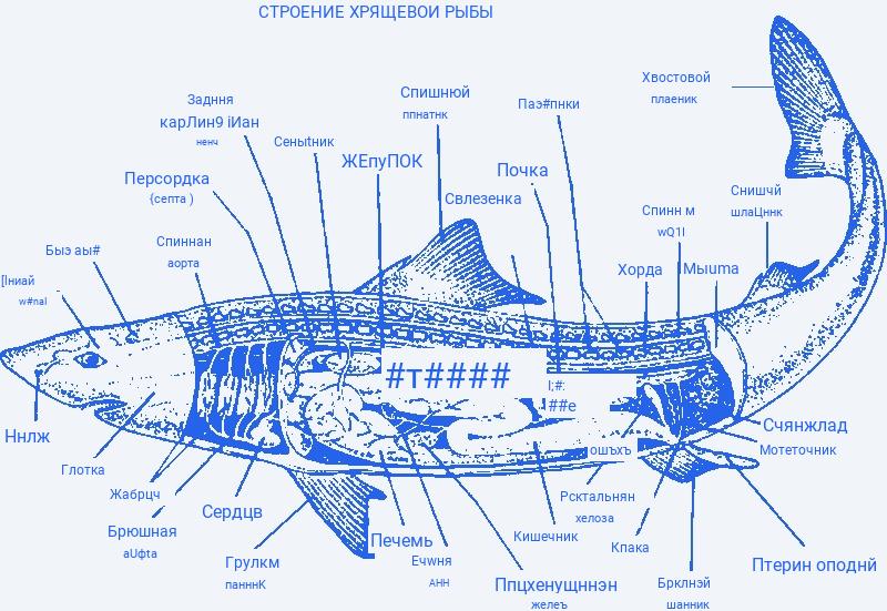 Особенности внешнего и внутреннего строения, жизнедеятельности хрящевых рыб