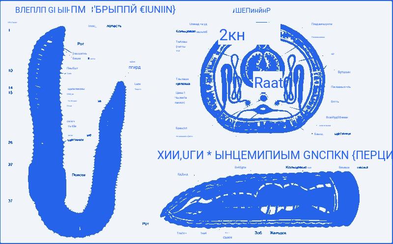 Особенности строения дождевого червя