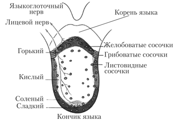 Морфологические характеристики анализатора вкуса