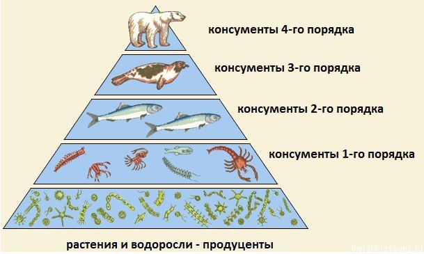 Схема трофического уровня