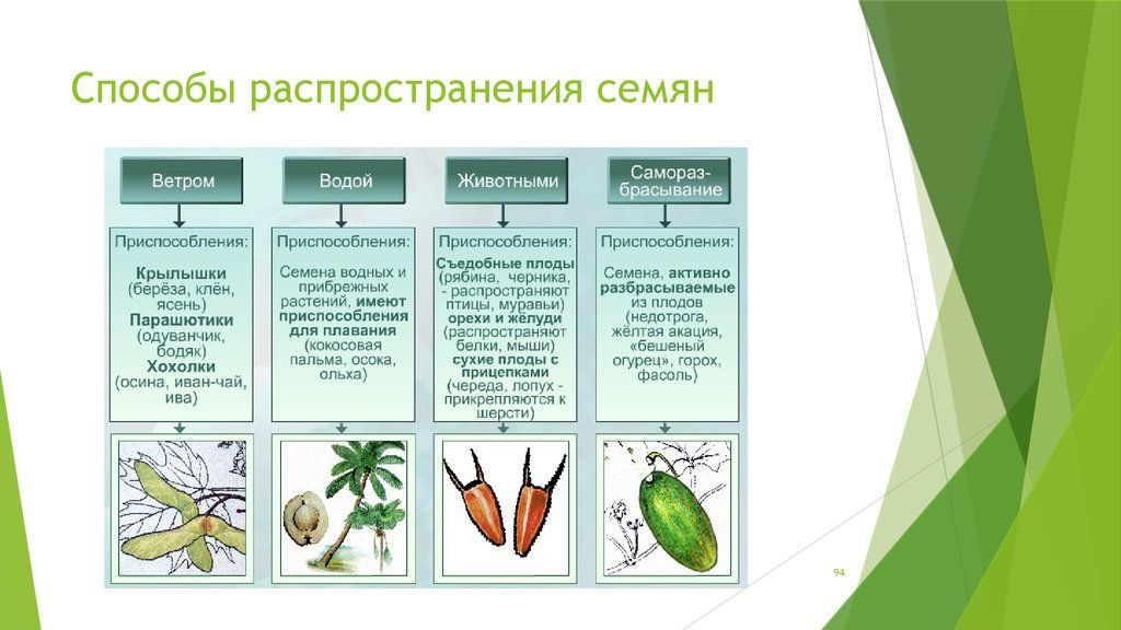 Варианты распространения плодов и семян