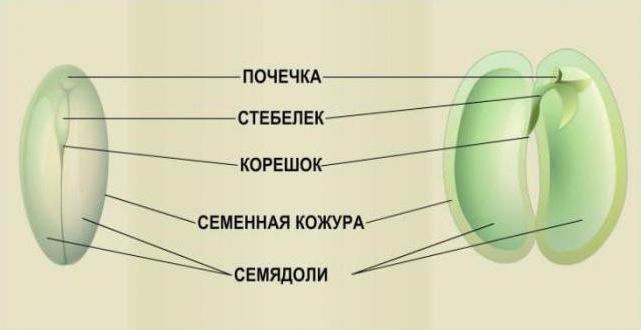 Особенности строения семени