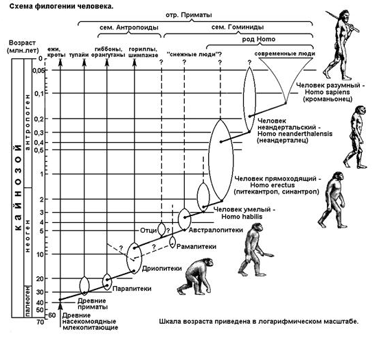 Эволюционный путь человеческого развития