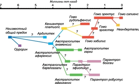 Специфика взглядов на происхождение человека