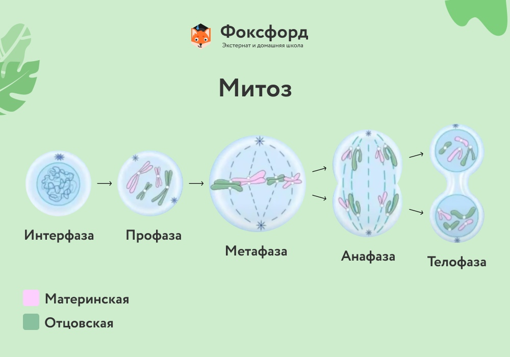 Деление митоз картинки