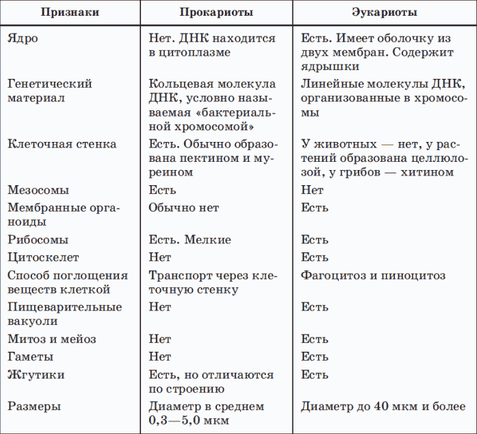 Сравнительная характеристика прокариот и эукариот