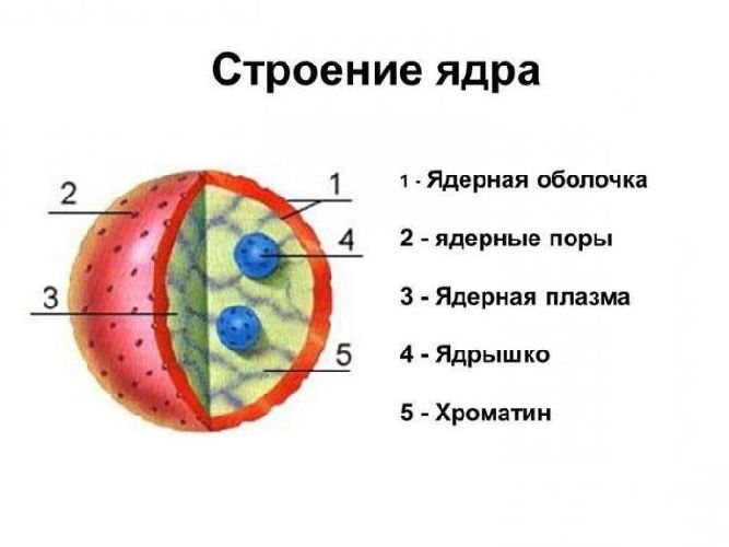 Особенности и строение ядра