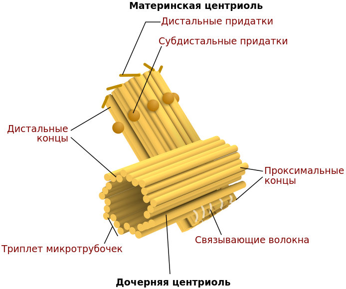 Двумембранные и одномембранные органоиды