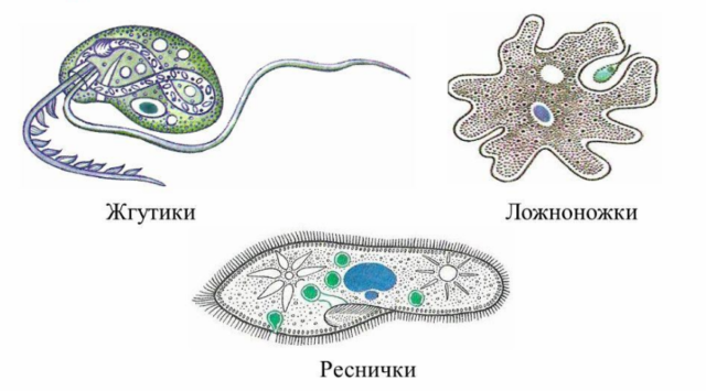 Физиология растений, 2021, T. 68, № 5, стр. 469-488