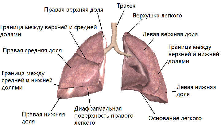 Строение легких