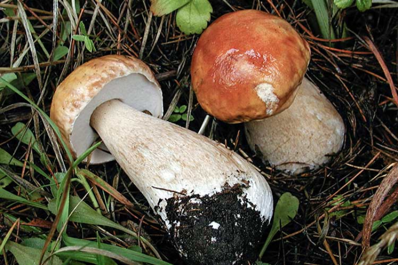 Как выглядят грибы-симбионты