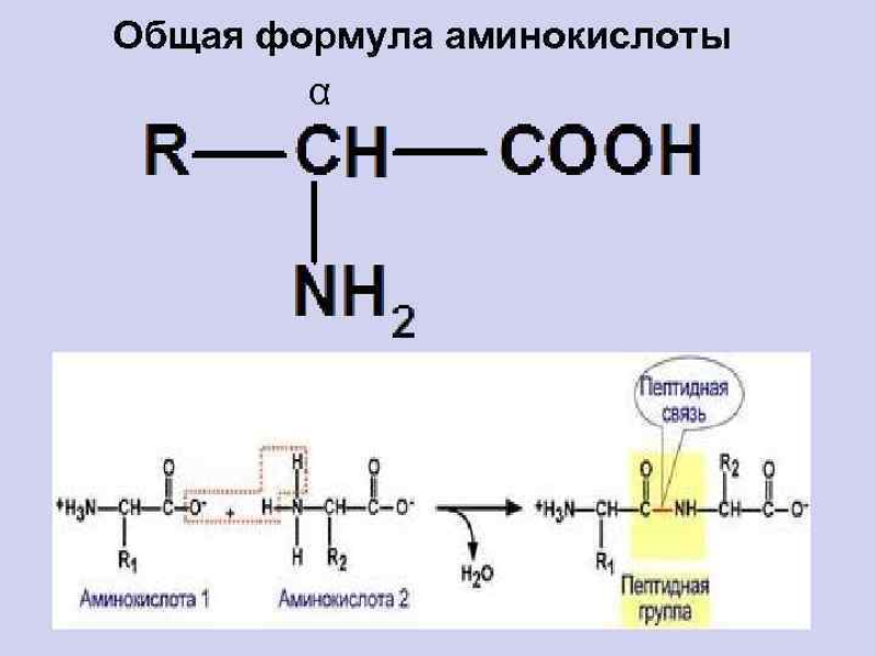 Белок формула. Общая формула аминокислот. Общая формула аминокислоты химия. Общая формула Альфа аминокислот. Формула аминокислоты белка.