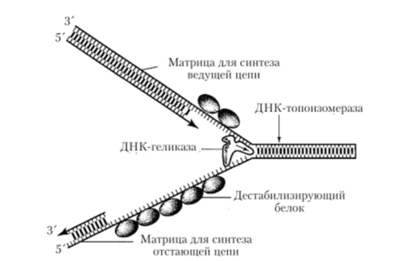 Свойства и функции нуклеиновых кислот