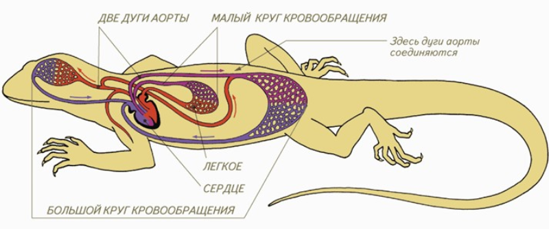 Особенности строения кровеносной системы пресмыкающихся