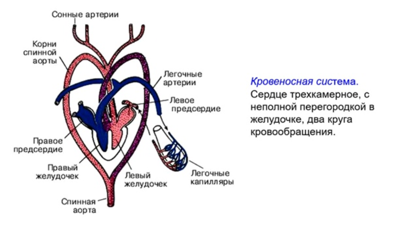 Особенности строения кровеносной системы пресмыкающихся